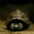 Rotterdamská ZOO (1)