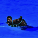 Plávajúci priatelia