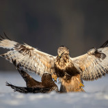 Silnejší víťazí