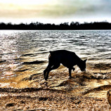 Dog and the river