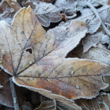 Javorový list