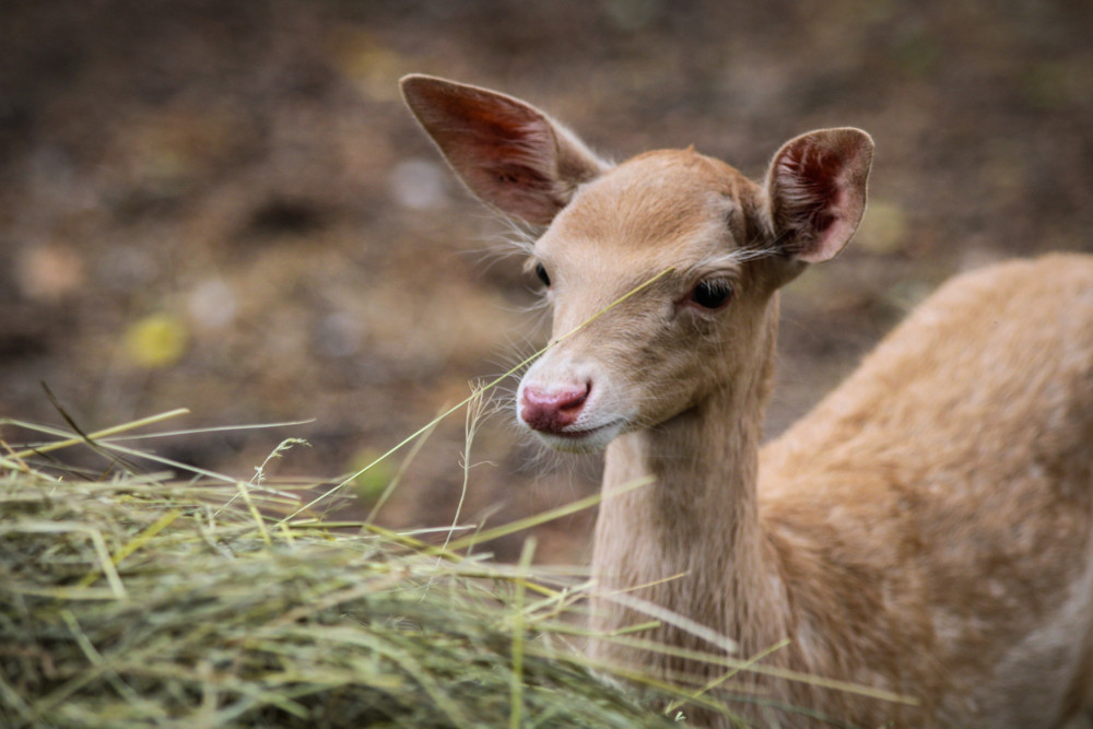 Bambi