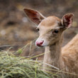Bambi