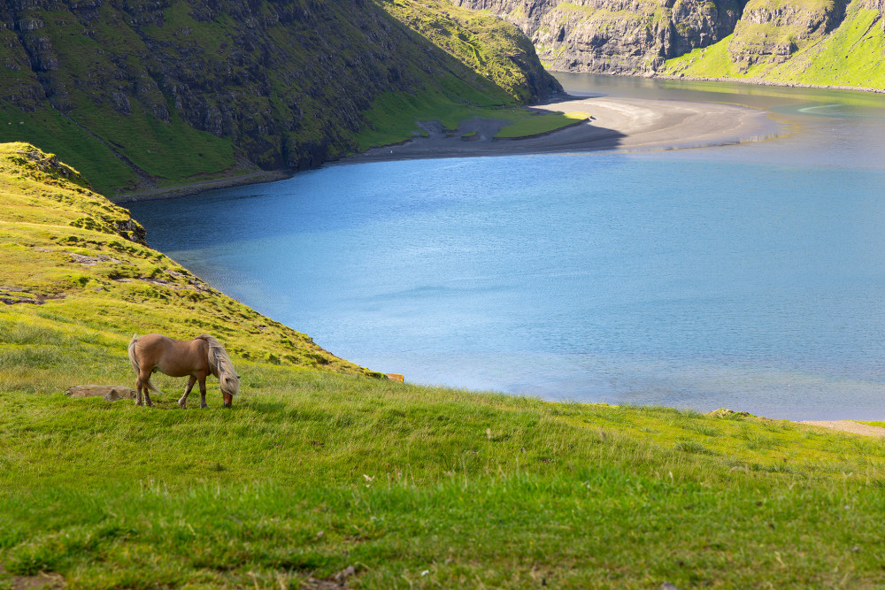 Na paši vo fjorde