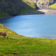 Na paši vo fjorde