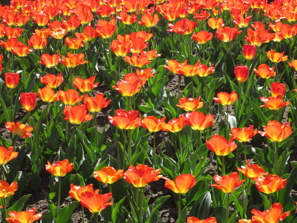 Oranžová vlna ďalšej kapitoly