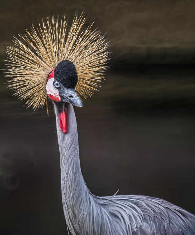 Žeriav kráľovský (Balearica regulorum)