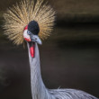 Žeriav kráľovský (Balearica regulorum)