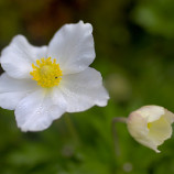 V rannej rose