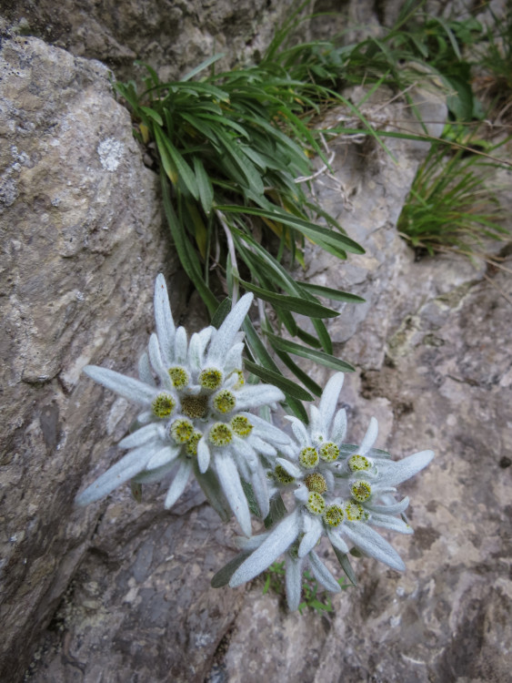 Plesnivce z Belianskych Tatier.