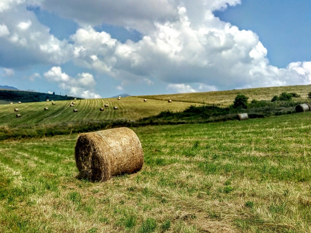 Žatva