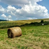 Žatva