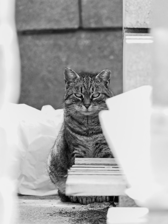 Malý tiger