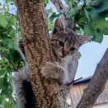 Portrét môjho mačiatka