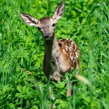 Bambi
