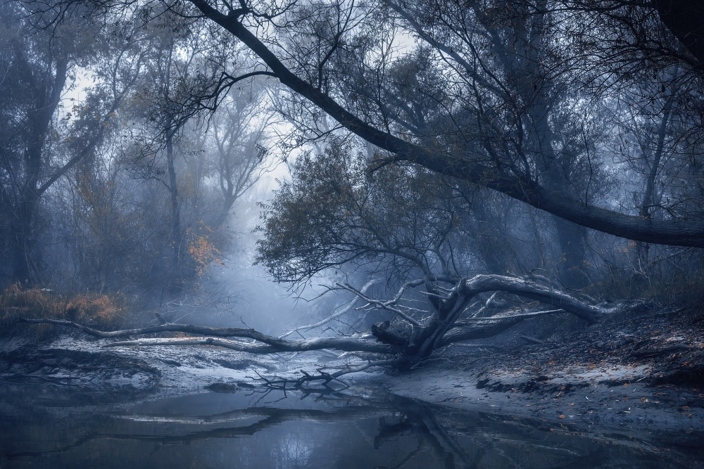 Zahmlený lužný les