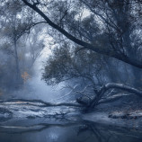 Zahmlený lužný les