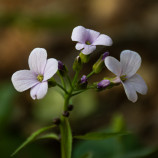 Lesná neha