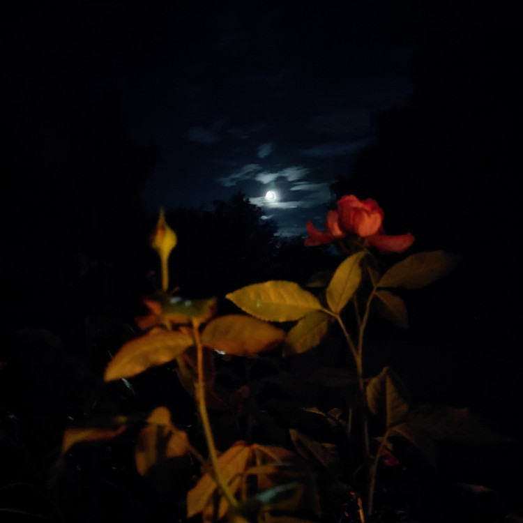 Nočná ruža