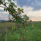 Šípky