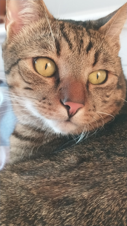 Leonardo
