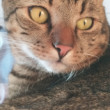 Leonardo