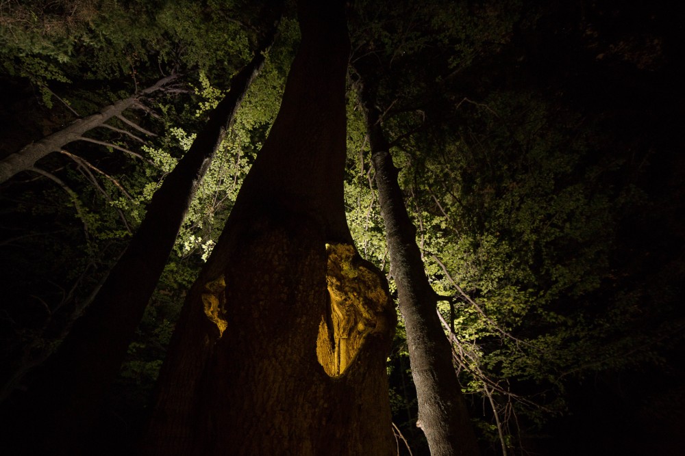nočný les