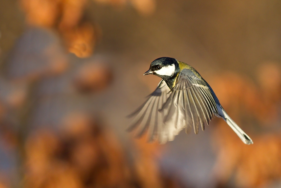 Parus major