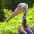 Pelikán hnedý (Pelecanus occidentalis)