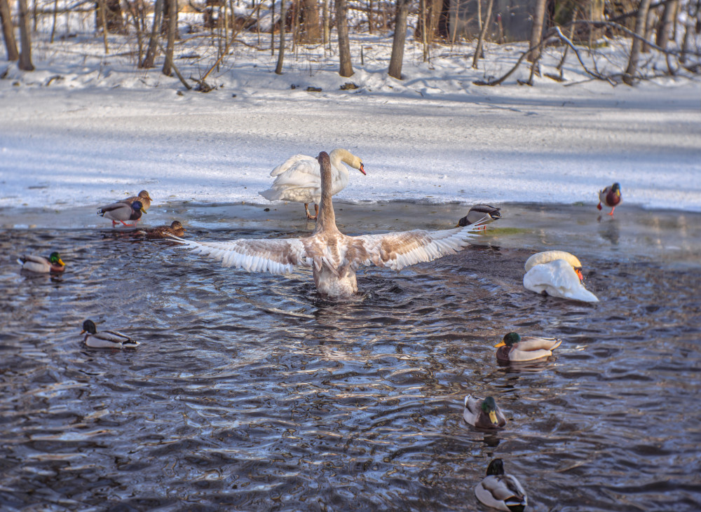 Zo života zvierat na zimnom jazere.