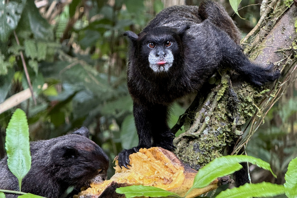 Tamarin bielofúzy