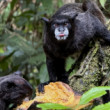 Tamarin bielofúzy