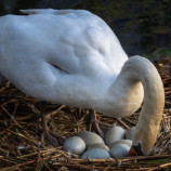 budúca mama