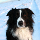 Čierno biela krása