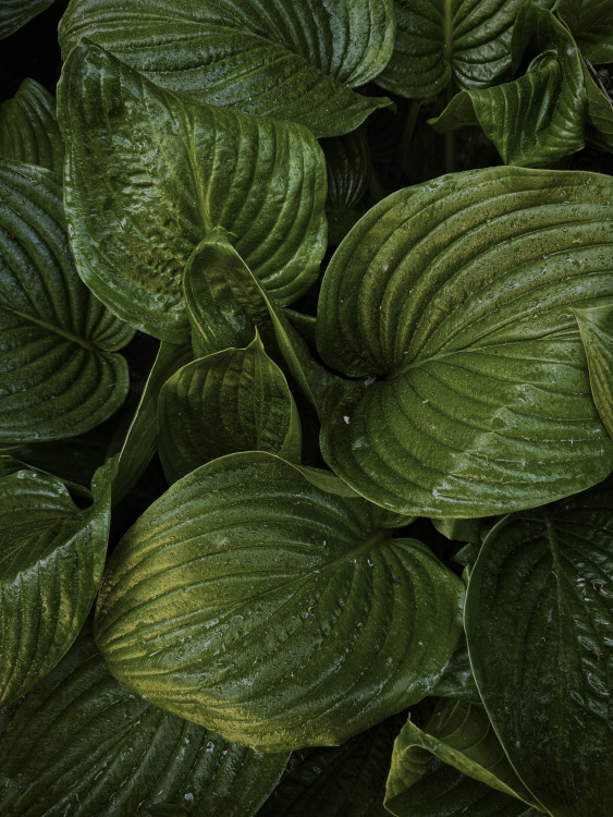 Rain-Kissed Leaves
