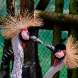 Láska prekvitá v každom perí