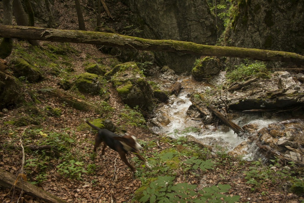 divočina vo Veľkej Fatre