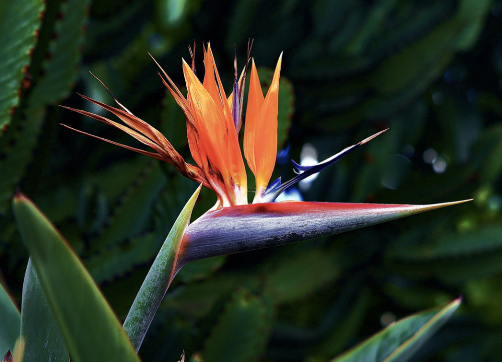 Strelitzia
