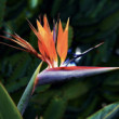Strelitzia