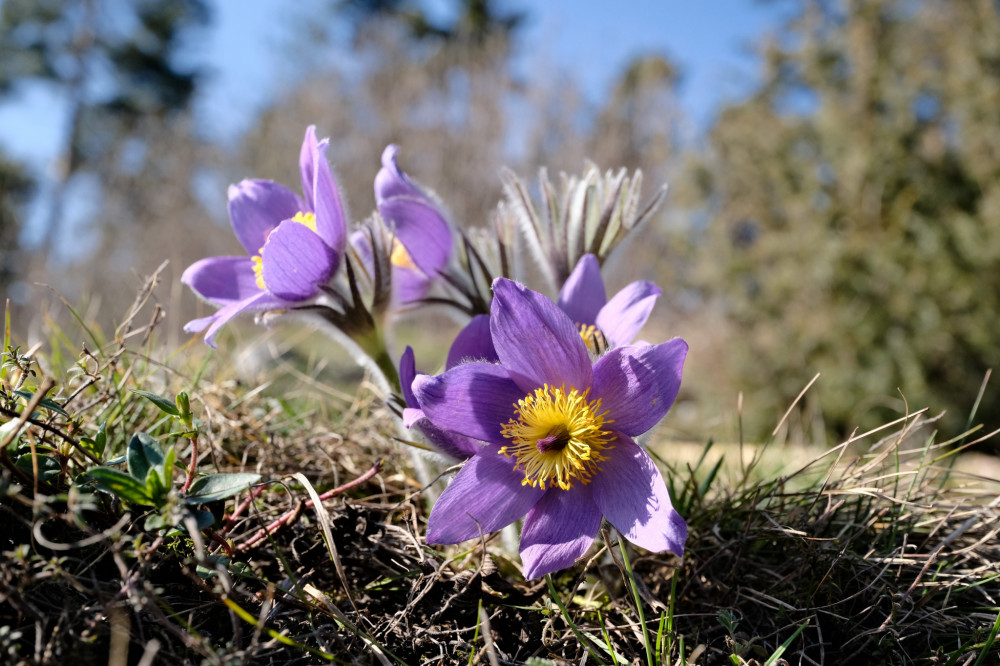 Koniklec Veľkokvetý