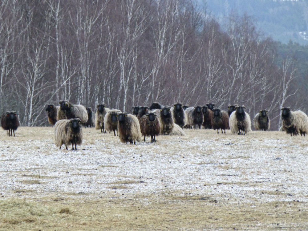 Palvínov (Šumava)