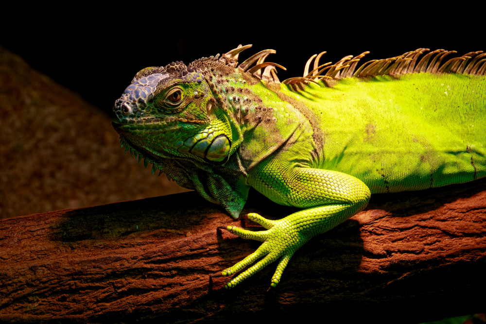 Iguana iguana