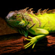 Iguana iguana