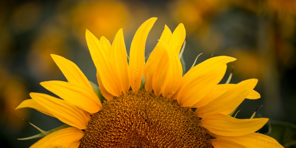 sunflower sunrise