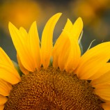 sunflower sunrise