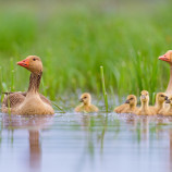 Keď sa láska podarí...