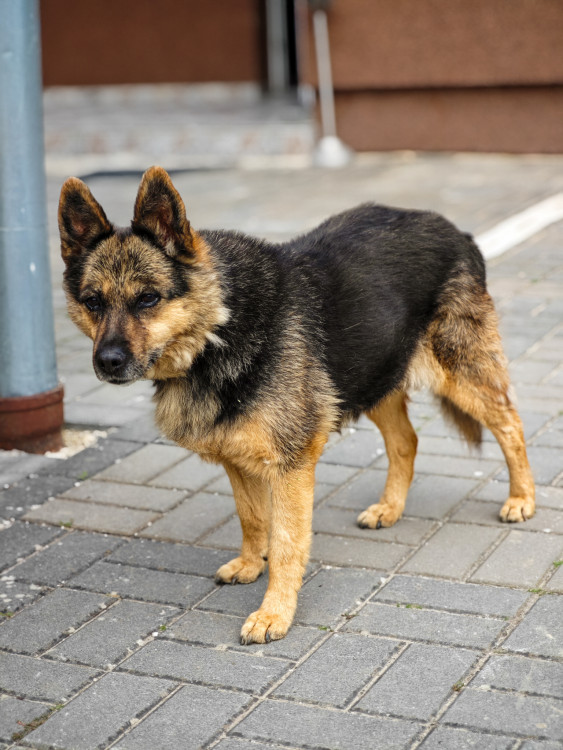 Rex