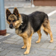 Rex