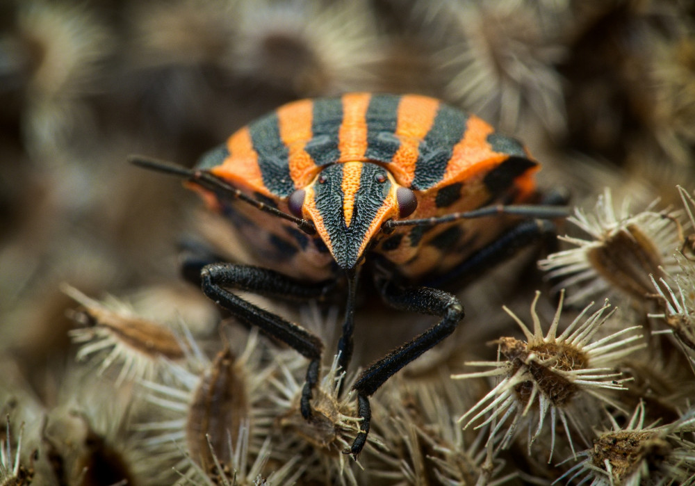 Macro2
