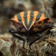 Macro2